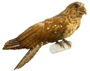 The OilBird (or, Steatornis-ca-ipensis)