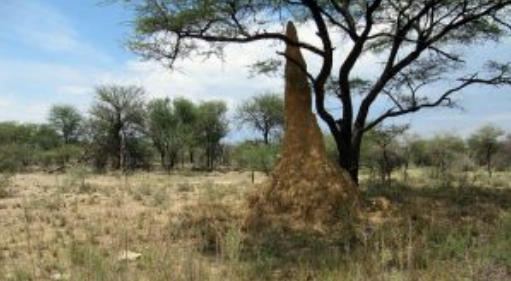 blind termites with no brains build skyscrapers with air-conditioning