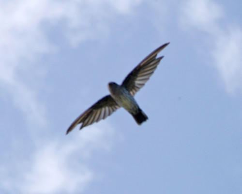 a Cave Swiftlet in flight