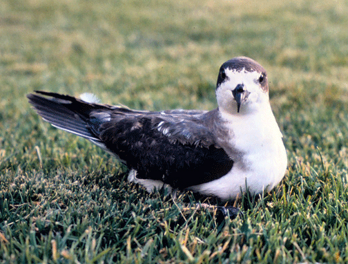 Hawaiian Petrel Pterodroma sandwichensis on lawn