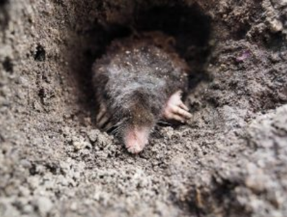 Moles equipped to dig sense worms & grubs deep underground