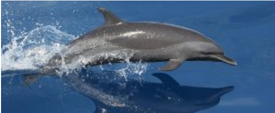 a bottlenose dolphin or porpoise