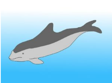 Porpoises see sound pictures in their head