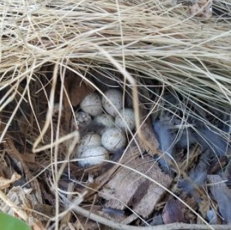 Quail chicks still in shells can encourage each other