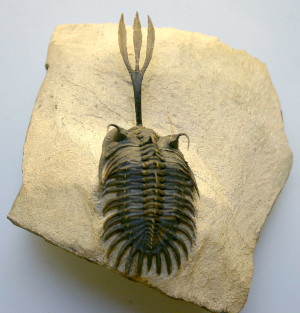 Trilobite Walliserops trifurcatus