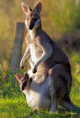 baby kangaroo riding in mama's pouch