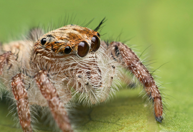 baby jumping spider