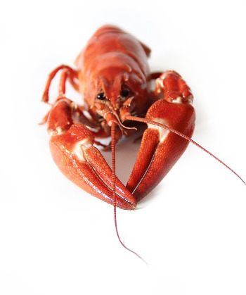 canker crayfish -with kidneys in front of mouth