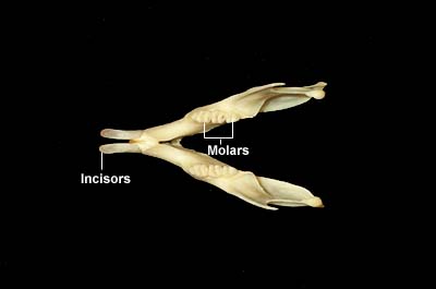 dental bones of rodents