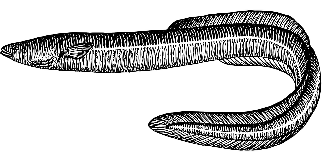 globe swimming  Eels coming full-circle