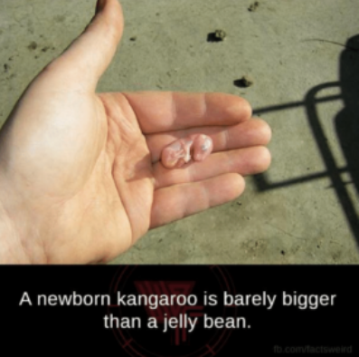 a newborn Kangaroo is no bigger than a bean