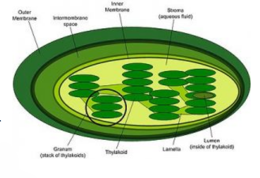 sunlight powered batteries in plants